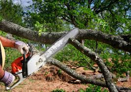 How Our Tree Care Process Works  in Scotts Valley, CA